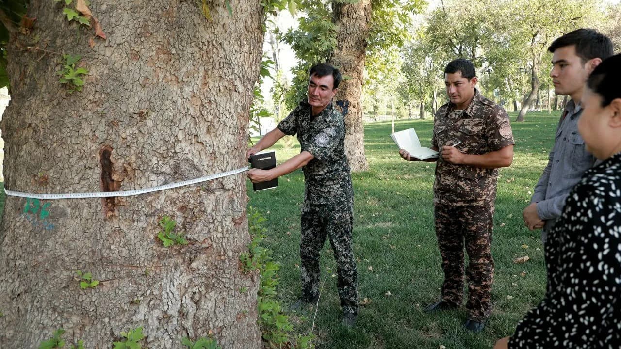 Toshkentda odamlarga va mol-mulkka xavf tug‘diruvchi barcha daraxt va butalar xatlovdan o‘tkaziladi