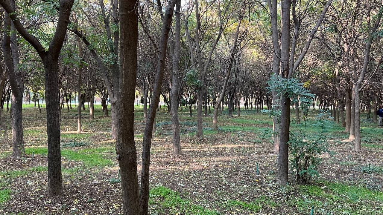 Toshkentning 11 gektarlik “Elbek” bog‘ida 5 mingga yaqin daraxt va xavfli shox-shabbalar yoppasiga ko‘rikdan o‘tkazilmoqda